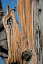 Bryce_0726 * Wood Grain * 1897 x 2785 * (1.54MB)