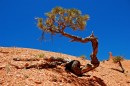 Bryce_0855 * Bristlecone Pine * 3008 x 2000 * (2.39MB)