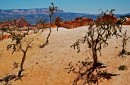 Bryce_0868 * Seuss Trees * 2546 x 1666 * (1.83MB)