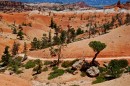 Bryce_0875b * A Few Trees a Path and Some Rocks * 3008 x 2000 * (2.93MB)