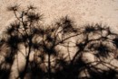Bryce_0893 * Shadow Tree * 2711 x 1854 * (1.42MB)