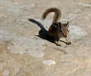 Zion_0584_AngelsLanding * Uinta Chipmunk * 1908 x 1588 * (695KB)