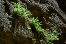 Zion_0372_Narrows * Ferns * 3008 x 2000 * (2.18MB)