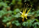 Zion_0396_Narrows * Golden Columbine * 2283 x 1655 * (457KB)