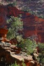 Zion_0154_CanyonOverlook * Tree Against Mt. Carmel Cliff * 2000 x 3008 * (2.26MB)