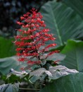 SriLanka07_1488b * Pagoda Flower (Clerodendrum Paniculatum) * 2554 x 2807 * (917KB)