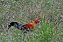 SriLanka07_0926d * Jungle Fowl * 1786 x 1202 * (450KB)